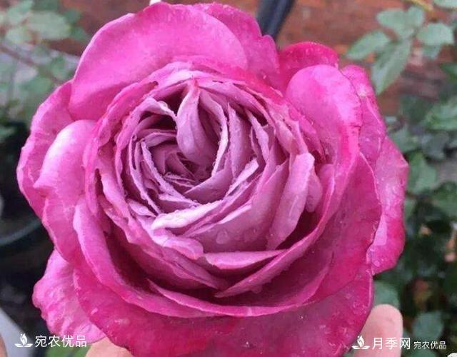 月季花啥品種好看？9大驚艷花友的月季品種，值得養(yǎng)(圖3)