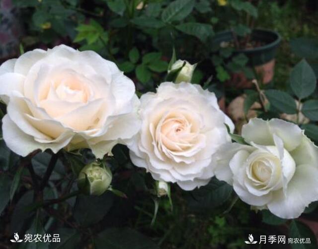 月季花啥品種好看？9大驚艷花友的月季品種，值得養(yǎng)(圖2)