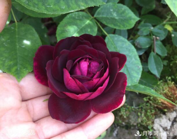 月季花啥品種好看？9大驚艷花友的月季品種，值得養(yǎng)(圖4)