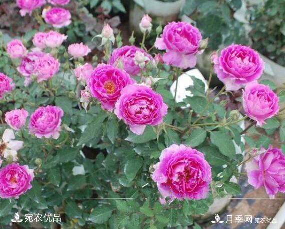 月季花啥品種好看？9大驚艷花友的月季品種，值得養(yǎng)(圖8)