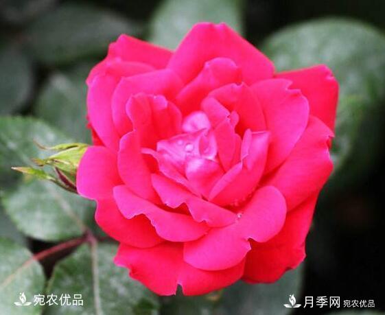 月季花啥品種好看？9大驚艷花友的月季品種，值得養(yǎng)(圖9)