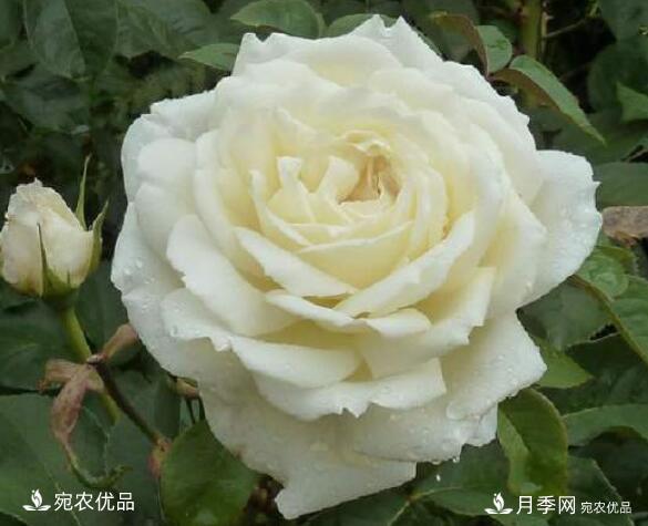 月季花啥品種好看？9大驚艷花友的月季品種，值得養(yǎng)(圖7)