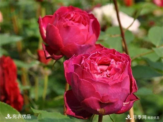 熱門50種月季花品種展示，每一種養(yǎng)法還不一樣快來(lái)看看！(圖6)
