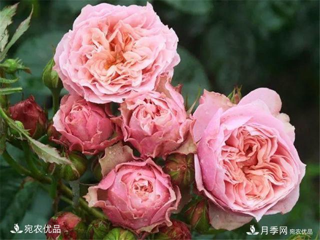熱門50種月季花品種展示，每一種養(yǎng)法還不一樣快來(lái)看看！(圖8)