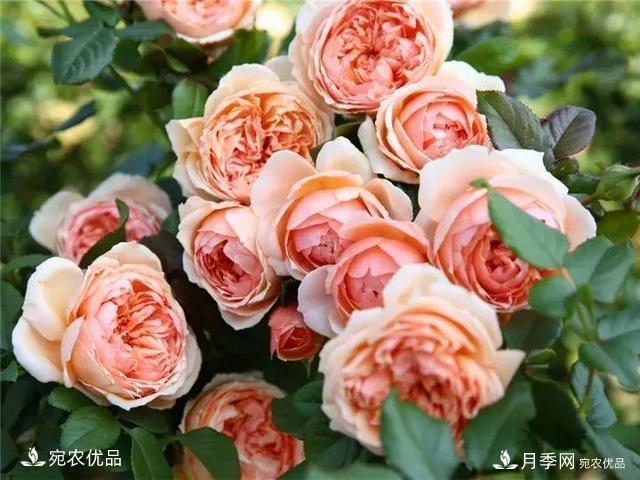 熱門50種月季花品種展示，每一種養(yǎng)法還不一樣快來(lái)看看！(圖7)