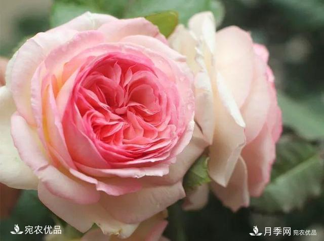 熱門50種月季花品種展示，每一種養(yǎng)法還不一樣快來(lái)看看！(圖3)
