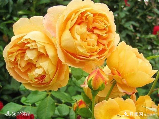 熱門50種月季花品種展示，每一種養(yǎng)法還不一樣快來(lái)看看！(圖4)