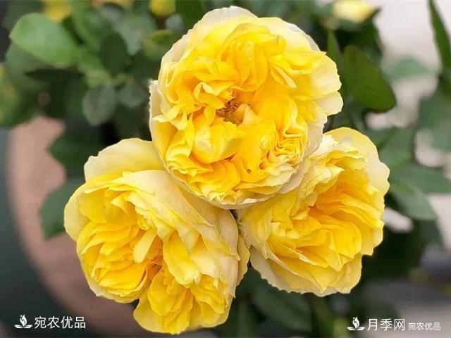 熱門50種月季花品種展示，每一種養(yǎng)法還不一樣快來(lái)看看！(圖18)