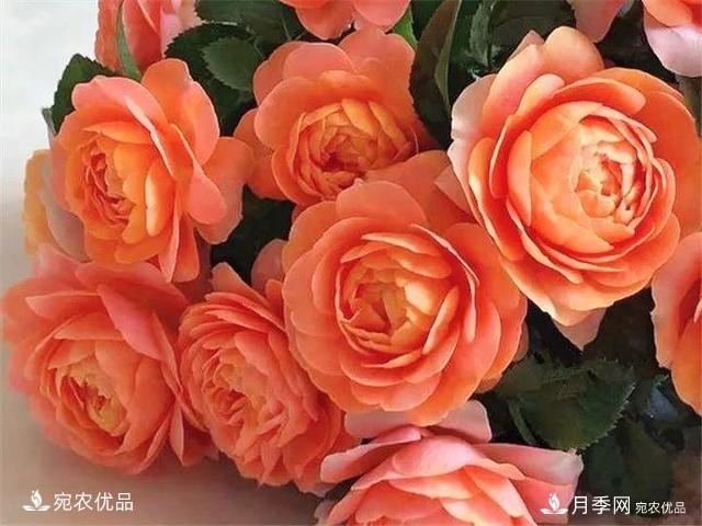 熱門50種月季花品種展示，每一種養(yǎng)法還不一樣快來(lái)看看！(圖10)