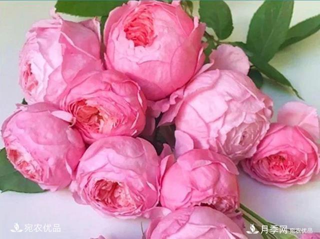 熱門50種月季花品種展示，每一種養(yǎng)法還不一樣快來(lái)看看！(圖22)