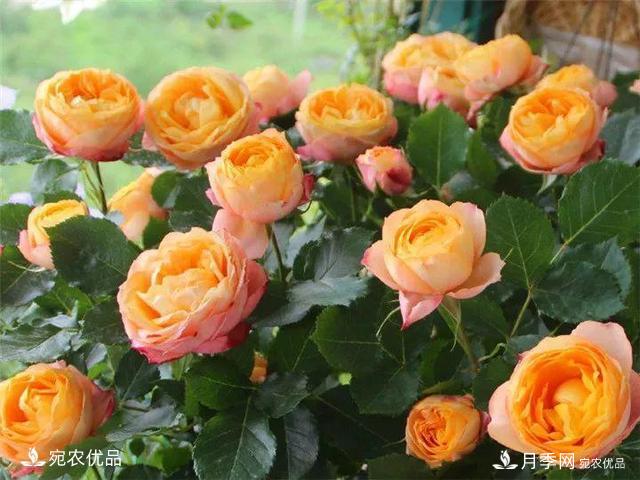 熱門50種月季花品種展示，每一種養(yǎng)法還不一樣快來(lái)看看！(圖11)