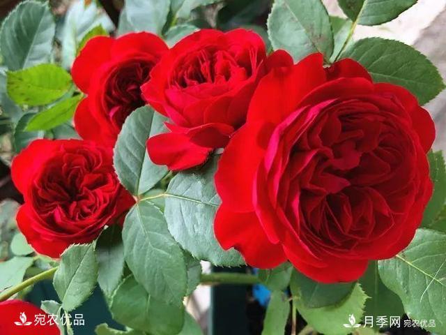 熱門50種月季花品種展示，每一種養(yǎng)法還不一樣快來(lái)看看！(圖15)