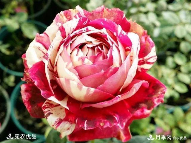 熱門50種月季花品種展示，每一種養(yǎng)法還不一樣快來(lái)看看！(圖14)