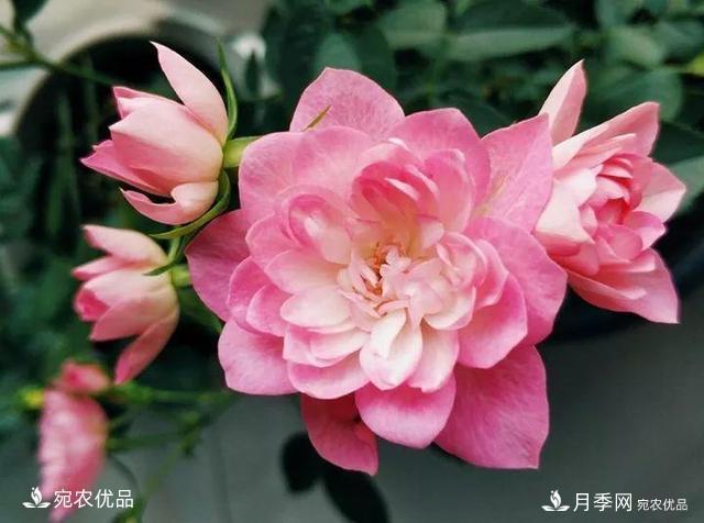 熱門50種月季花品種展示，每一種養(yǎng)法還不一樣快來(lái)看看！(圖20)