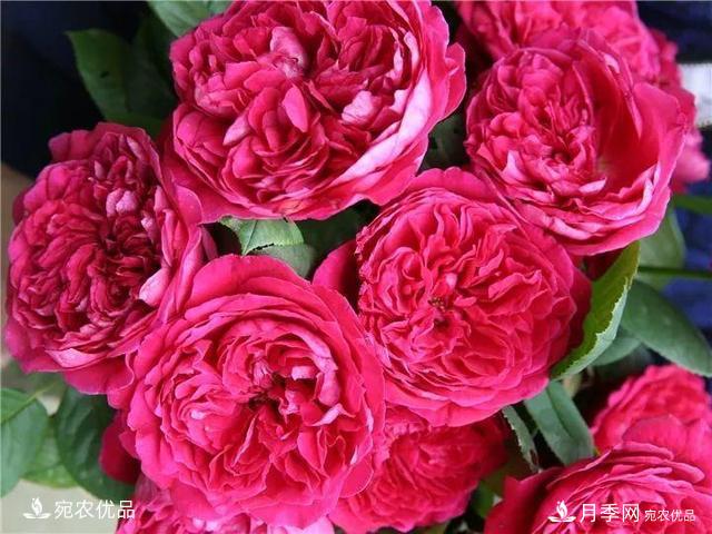 熱門50種月季花品種展示，每一種養(yǎng)法還不一樣快來(lái)看看！(圖16)