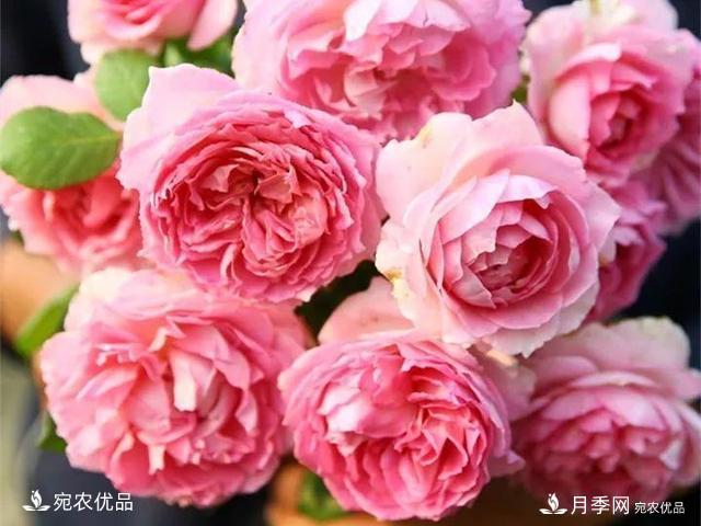 熱門50種月季花品種展示，每一種養(yǎng)法還不一樣快來(lái)看看！(圖27)