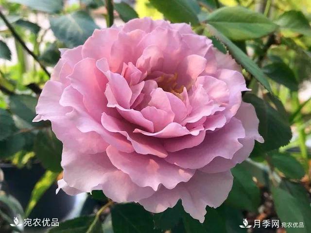 熱門50種月季花品種展示，每一種養(yǎng)法還不一樣快來(lái)看看！(圖32)