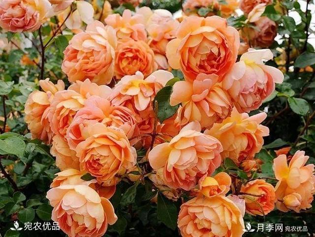 熱門50種月季花品種展示，每一種養(yǎng)法還不一樣快來(lái)看看！(圖24)