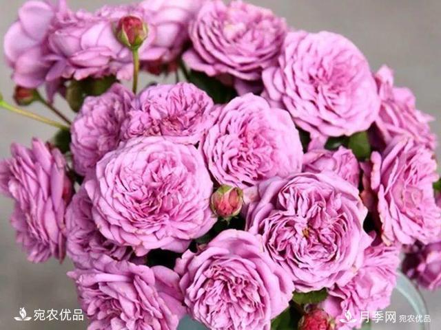 熱門50種月季花品種展示，每一種養(yǎng)法還不一樣快來(lái)看看！(圖31)