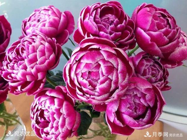 熱門50種月季花品種展示，每一種養(yǎng)法還不一樣快來(lái)看看！(圖29)