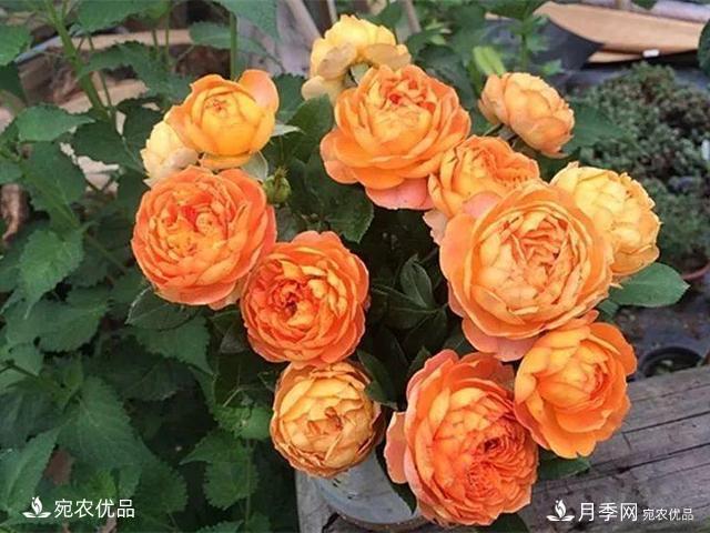 熱門50種月季花品種展示，每一種養(yǎng)法還不一樣快來(lái)看看！(圖36)