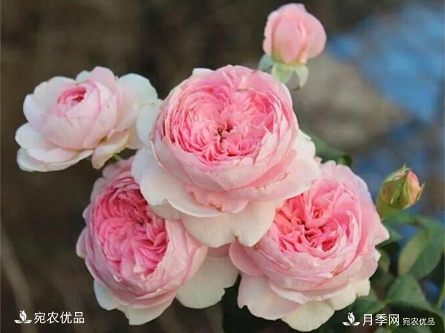 熱門50種月季花品種展示，每一種養(yǎng)法還不一樣快來(lái)看看！(圖37)