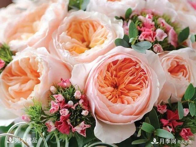 熱門50種月季花品種展示，每一種養(yǎng)法還不一樣快來(lái)看看！(圖34)