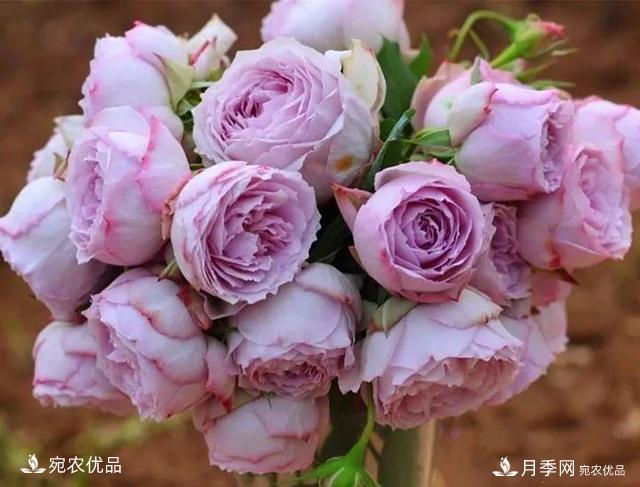 熱門50種月季花品種展示，每一種養(yǎng)法還不一樣快來(lái)看看！(圖35)