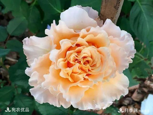 熱門50種月季花品種展示，每一種養(yǎng)法還不一樣快來(lái)看看！(圖33)