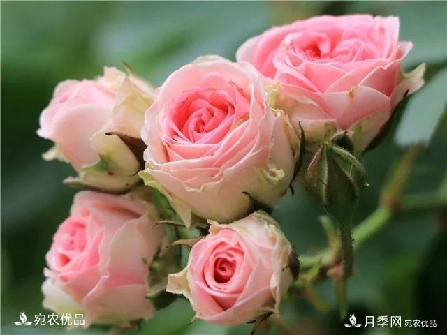 熱門50種月季花品種展示，每一種養(yǎng)法還不一樣快來(lái)看看！(圖41)