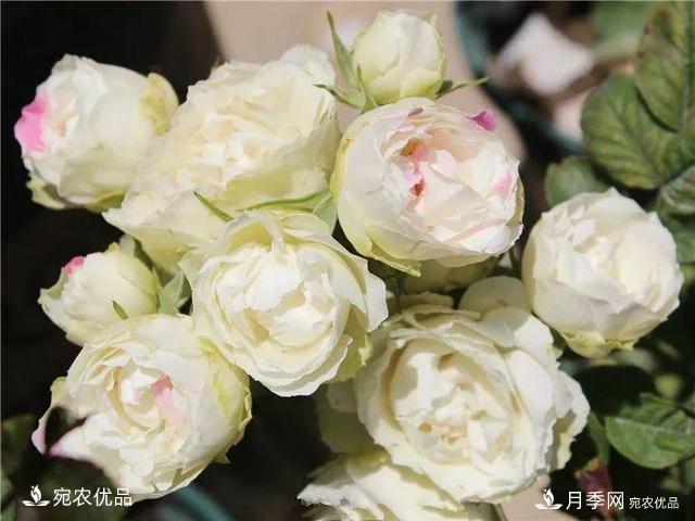 熱門50種月季花品種展示，每一種養(yǎng)法還不一樣快來(lái)看看！(圖46)