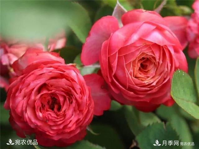 熱門50種月季花品種展示，每一種養(yǎng)法還不一樣快來(lái)看看！(圖43)
