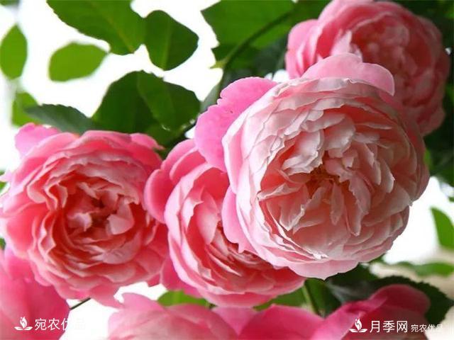熱門50種月季花品種展示，每一種養(yǎng)法還不一樣快來(lái)看看！(圖47)