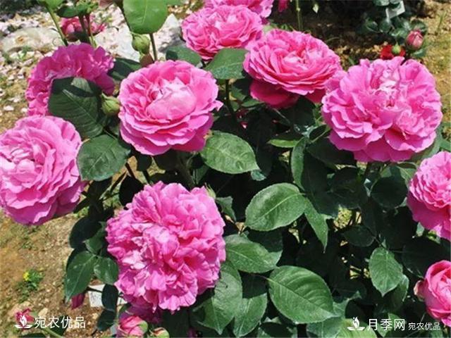 熱門50種月季花品種展示，每一種養(yǎng)法還不一樣快來(lái)看看！(圖42)