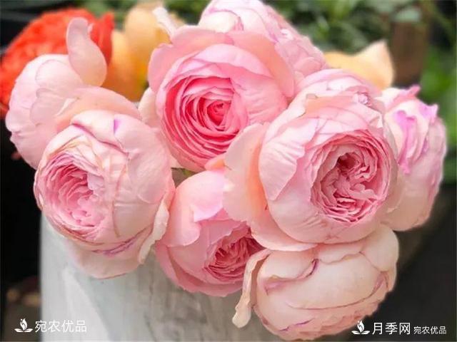 熱門50種月季花品種展示，每一種養(yǎng)法還不一樣快來(lái)看看！(圖39)