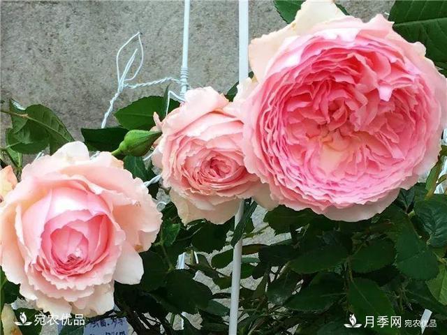 熱門50種月季花品種展示，每一種養(yǎng)法還不一樣快來(lái)看看！(圖48)