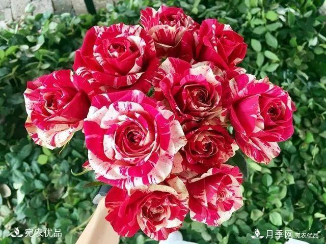 熱門50種月季花品種展示，每一種養(yǎng)法還不一樣快來(lái)看看！(圖50)
