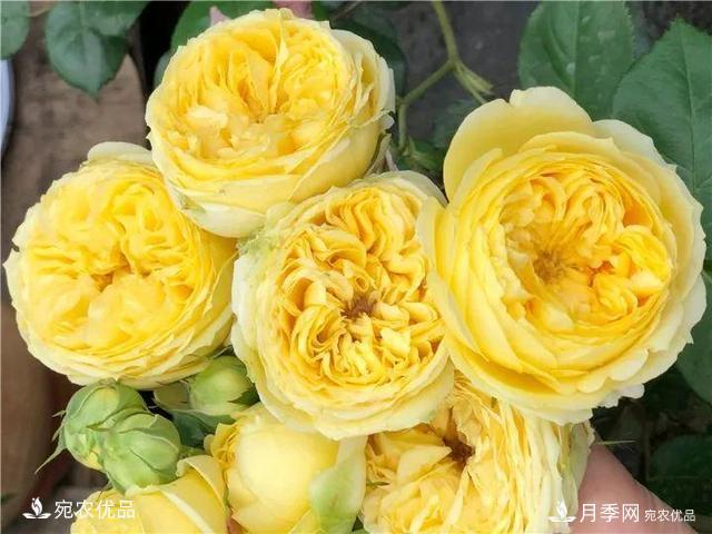 熱門50種月季花品種展示，每一種養(yǎng)法還不一樣快來(lái)看看！(圖45)