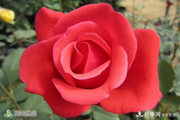 盤點(diǎn)五種大花月季，每一款都花香濃郁，花朵有巴掌大(圖1)