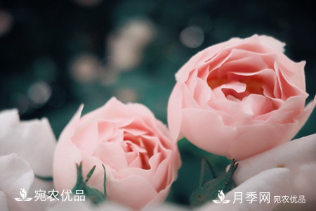 還是容易分的，月季花和薔薇花的區(qū)別(圖7)