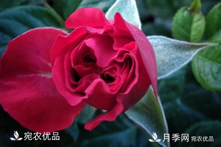 還是容易分的，月季花和薔薇花的區(qū)別(圖4)