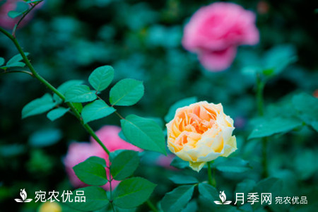 還是容易分的，月季花和薔薇花的區(qū)別(圖2)