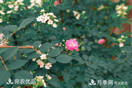 還是容易分的，月季花和薔薇花的區(qū)別(圖5)