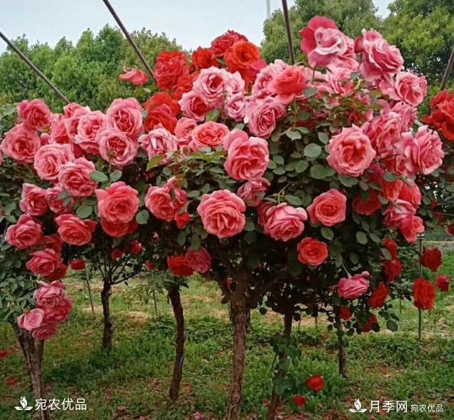 月季品種那么多，為什么中國月季越來越?jīng)]有地位沒有市場？(圖2)