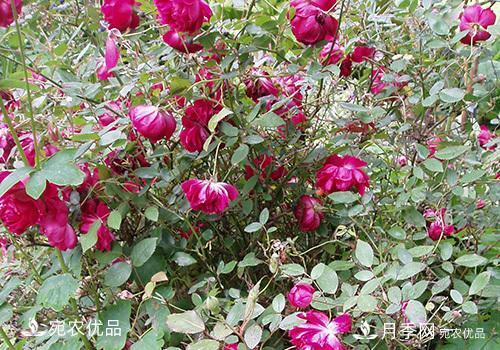 月季強筍怎么處理？(圖2)