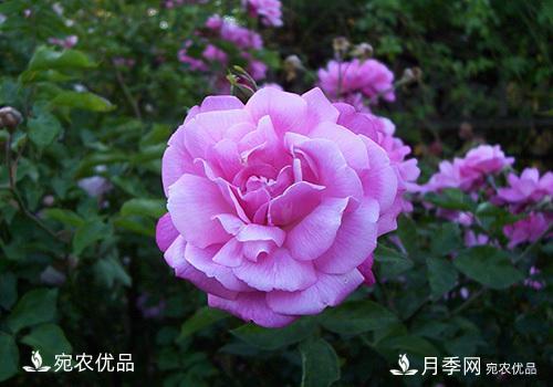 月季強筍怎么處理？(圖3)