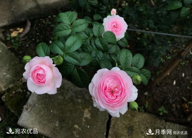 50種經(jīng)典月季品種全整理，南陽月季花開美爆了！一定要養(yǎng)(圖22)