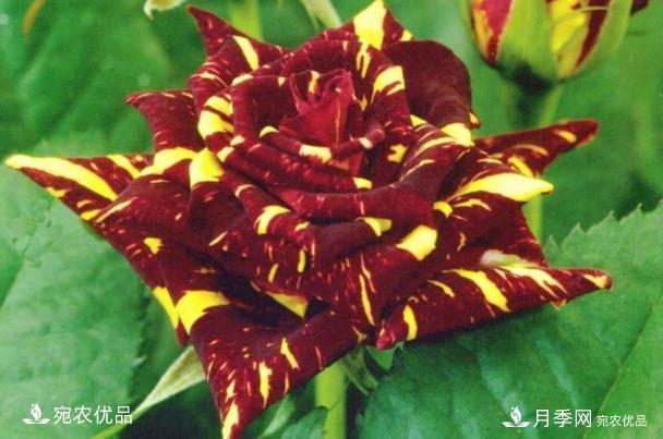 50種經(jīng)典月季品種全整理，南陽月季花開美爆了！一定要養(yǎng)(圖37)