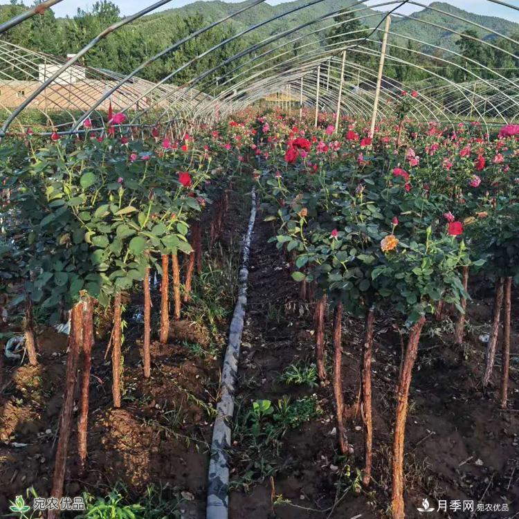 月季花城的“月季樹” 南陽月季樹種植批發(fā)基地(圖2)