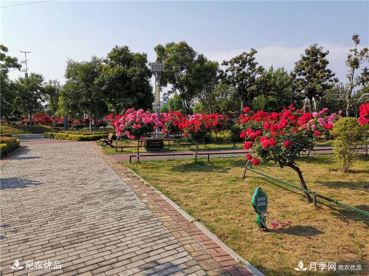 從南陽內(nèi)鄉(xiāng)縣月季主題公園看內(nèi)鄉(xiāng)月季產(chǎn)業(yè)發(fā)展(圖4)